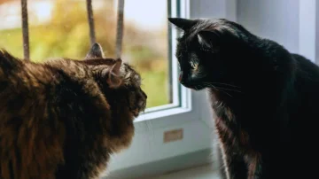 Macet nuk “mjaullijnë” me njëra-tjetrën: Ja si komunikojnë në të vërtetë