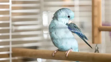 Çfarë të bëni kur zogut i thyhet penda e gjakut