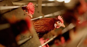 Rreth 70,000 familje në Zvicër mbajnë pula – Trendi në rritje, këto janë arsyet