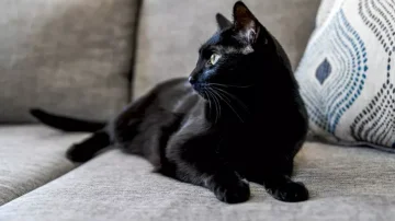 Të gjithë mendojnë se macet e zeza sjellin fat të keq – këto 13 fakte tregojnë të kundërtën